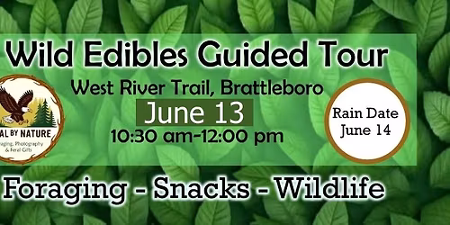 Guided Wild Plant Foraging Walk - Foraging, Snacks, & Wildlife