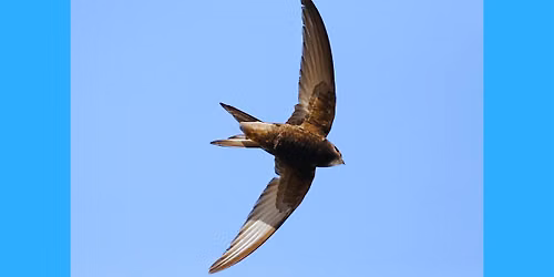 Swift Awareness Week at Winton Recreation Ground