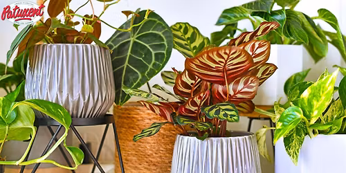 Houseplants 101 \u2013 Meet Our Plant People