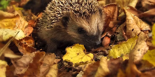 Nene Wetland's Wild Fridays- build your own hedgehog nest box!