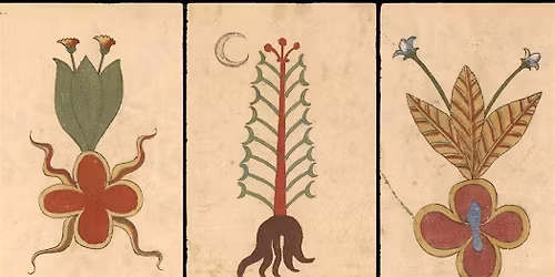 The Frequencies of Flora: An Intro to the Energetics of Herbal Medicine