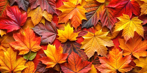 November Group Acupuncture: Warmth and Flow