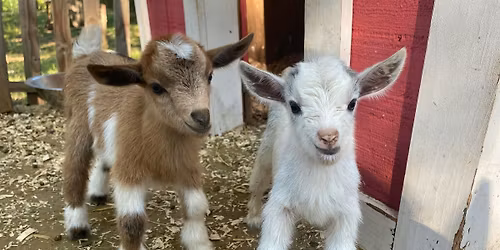Goat Yoga Nashville- Marvelous May