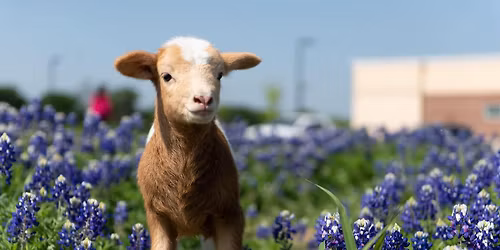 Spring Open Farm Day: Now in MAY