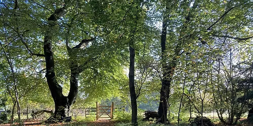 Last Autumn forest bathing event of 2025 at Kiplin Hall.