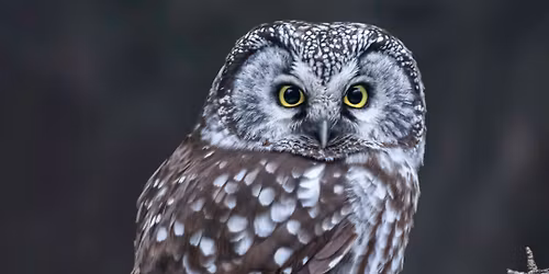 Owl Day at the Koobs Nature Area 