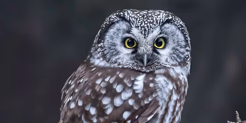 Owl Day at the Koobs Nature Area
