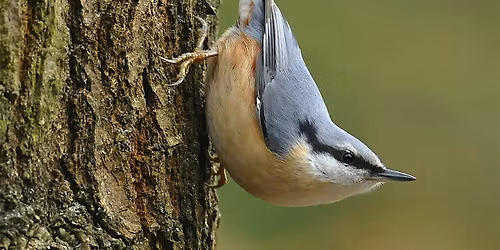 Family Big Garden Bird Watch and Breakfast Bap  -Saturday 24th January 2026
