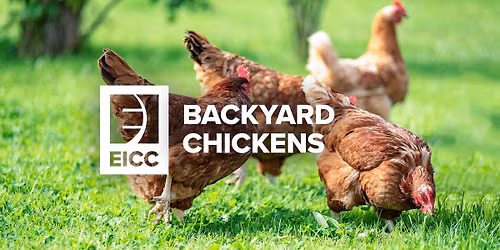 Backyard Chickens 101