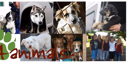 4animals! Weihnachtsspaziergang