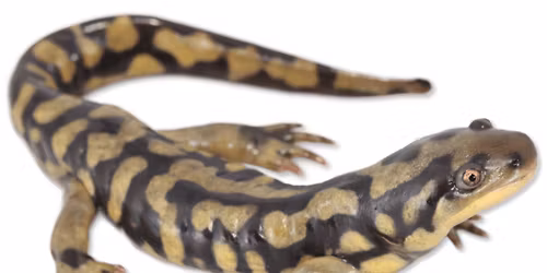 Herpetology Program with Scott Ballard (IDNR)