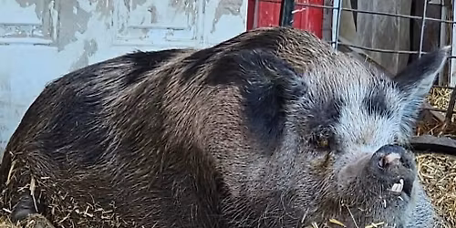 AIR Defenders - Field trip to Hogs and Kisses of Texas