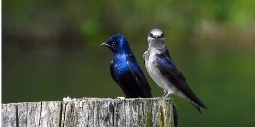 Purple Martins - A Beautiful, Fascinating Bird
