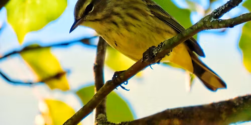 VIP Warbler Experience at Garret Mountain