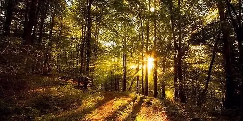 JANG Fall Forest Day October 3rd - 10am - 1pm
