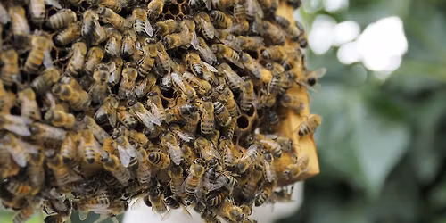 Candle Making with Bees and Refugees