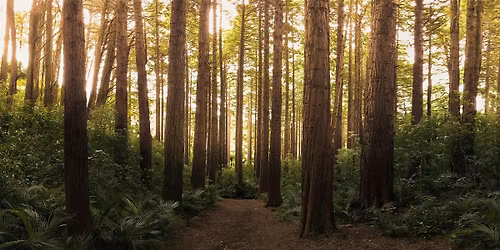 Refresh Your Outlook with FOREST BATHING