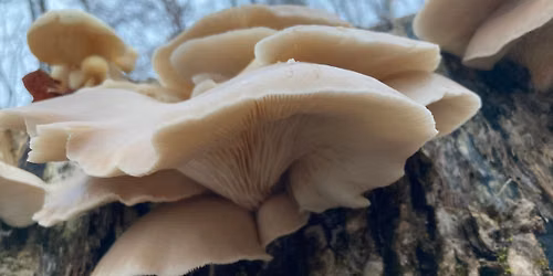 Grow Mushrooms!