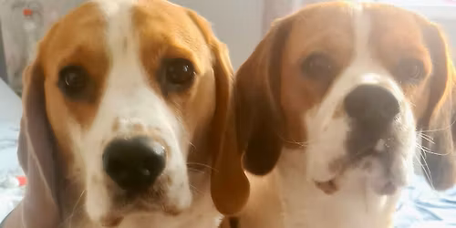 Coxhoe Beagle meet 