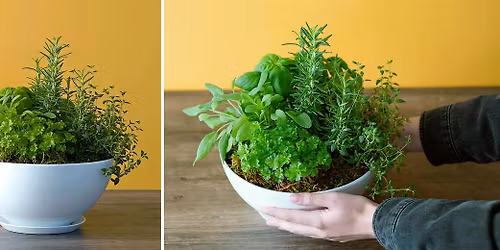 Make-n-Take: Herb Garden Centerpiece at Mahoney's Brighton