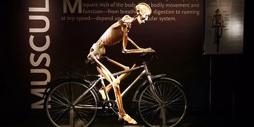 Bodies, the Exhibition