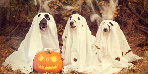 Doggy spooktacular