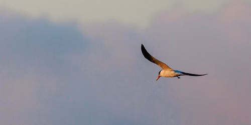 Birding Ballona with Feminist Bird Club LA x Friends of Ballona Wetlands!