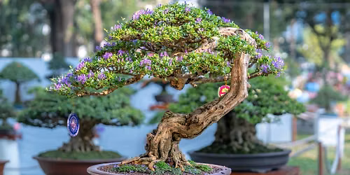 Bonsai, Blooms & Botanical Gardens
