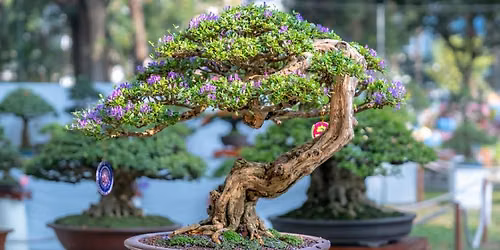 Bonsai, Blooms & Botanical Gardens