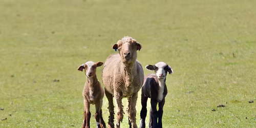 2026 IWR Lambing School
