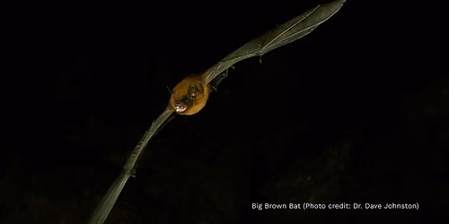 Bats Alive!