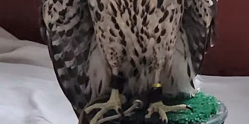 2026 SPRING WORKSHOP- HOW TO GET STARTED IN FALCONRY IN NC