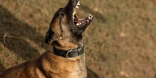 \u017bycie i praca z psem reaktywnym w praktyce - seminarium z OhBelgOn w Krakowie 2026