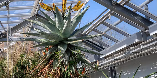 SONNTAGSF\u00dcHRUNG - TROPENTR\u00c4UME UNTER GLAS