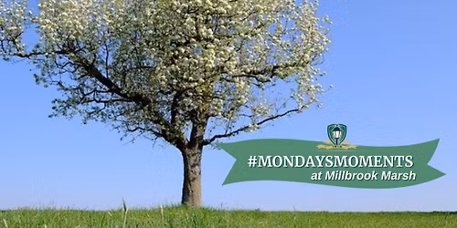 #MondaysMoments at Millbrook Marsh