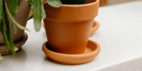 Pints & Plants: Sunday Sprout Social