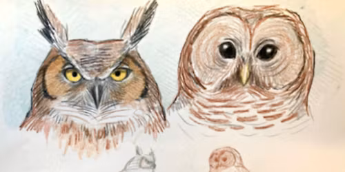 Bird Identification & Drawing Presentation