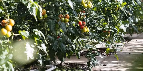 Gr\u00f8nnsaksdyrking i veksthus -dagskurs-