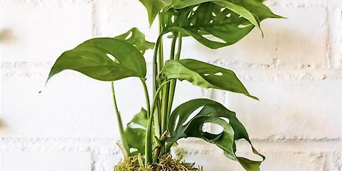 Kokedama Workshop