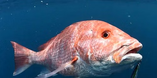 BBF Annual Deep Sea Fishin Trip