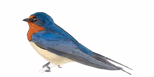 Bird survey 1