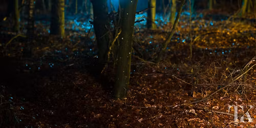 Sputnik Night Owl Trail 2026