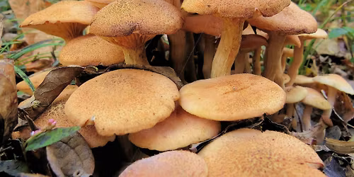 Exploring the Fungi in Oxleas Woodlands
