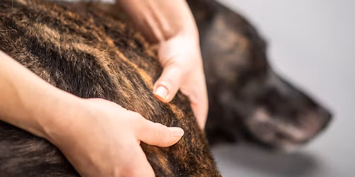 Ps\u00ed brnka\u010dka inspirovan\u00e1 technikou Thomase Bowena s Nellou Semeckou