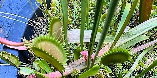 Carnivorous Plant Basics and DIY Bog Gardens