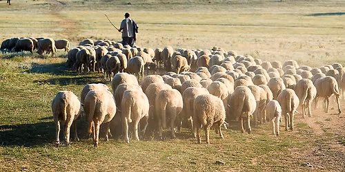 CCPC VBS2026 Feed The Flock