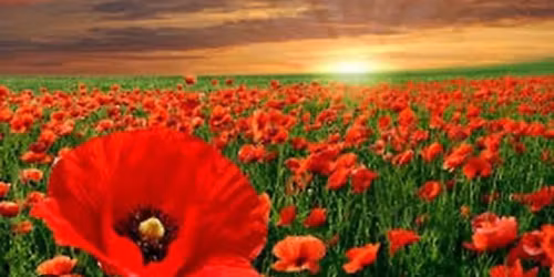 Friday Night BBQ with Karaoke or Trivia - Family Friendly