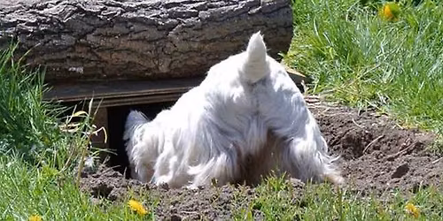 Earth Dog - Working Dog Event