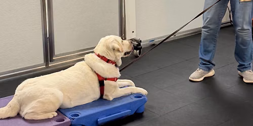 Advanced Beginner Dog Training Class
