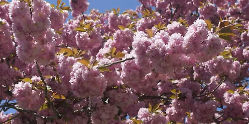 Cherry Blossom Verbal Description and Touch Tour